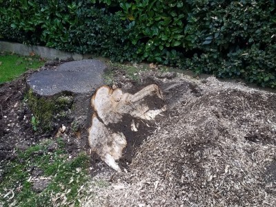 Grinding tree stump