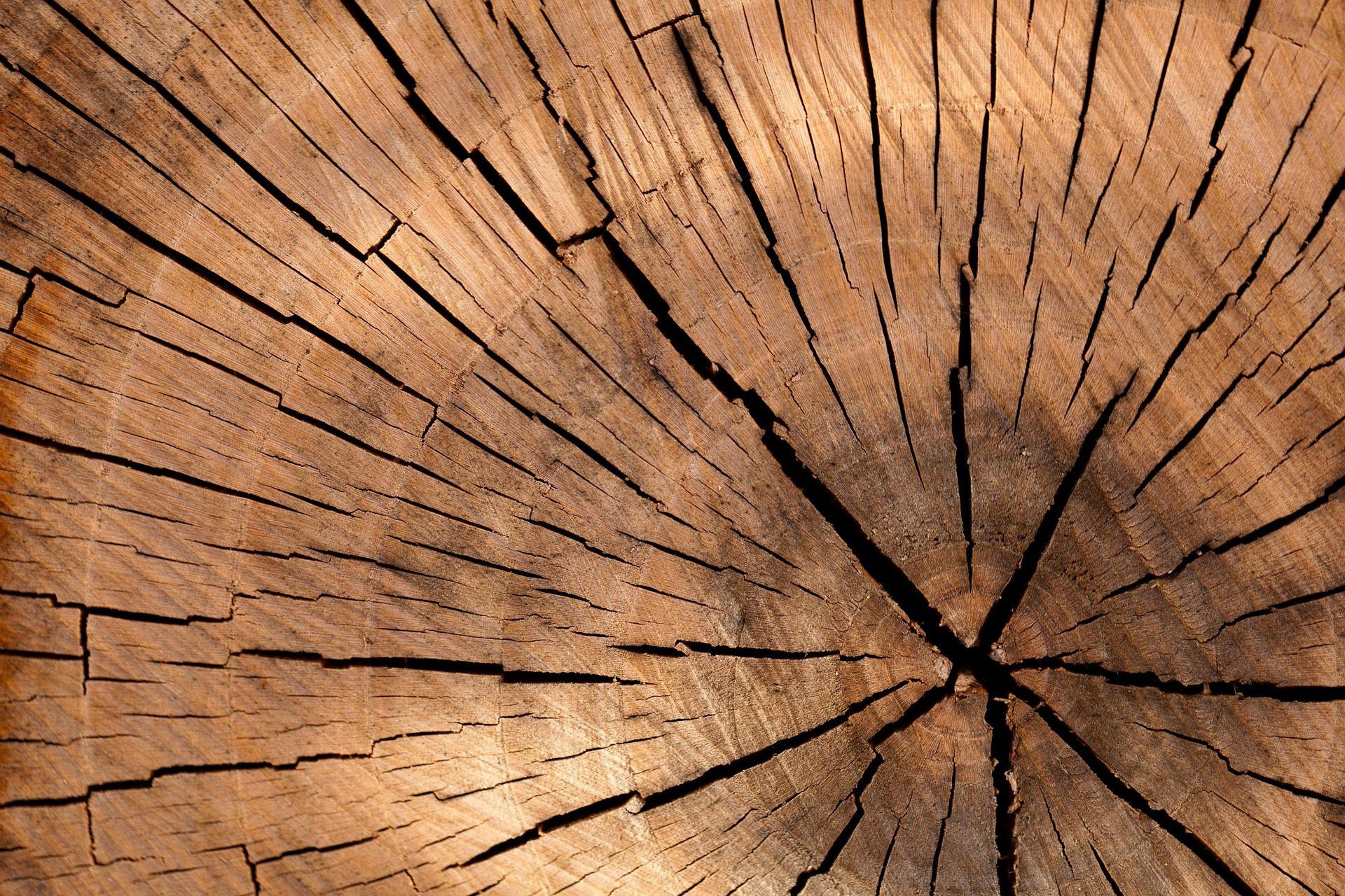 Contact Herts Tree Stump Grinding & Removal Hertfordshire, Essex and surrounding locations