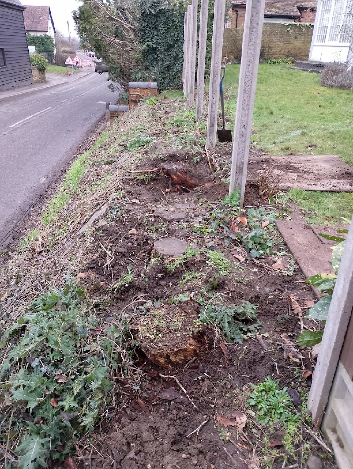 Stump Grinding, Hay Street, Hertfordshire. Tricky little job on a high bank next to a surprisingly busy road.