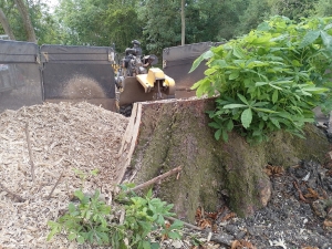 Nice stump today