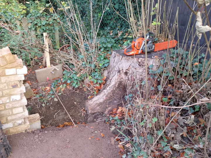Late request by builders - after lowering their levels for a new driveway and building a wall. They decided they wanted the stump removed .