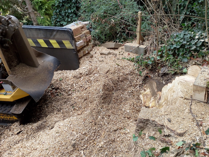 Late request by builders - after lowering their levels for a new driveway and building a wall. They decided they wanted the stump removed .