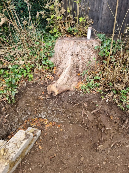 Late request by builders - after lowering their levels for a new driveway and building a wall. They decided they wanted the stump removed .