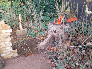 Late request by builders - after lowering their levels for a new driveway and building a wall. They decided they wanted the stump removed .