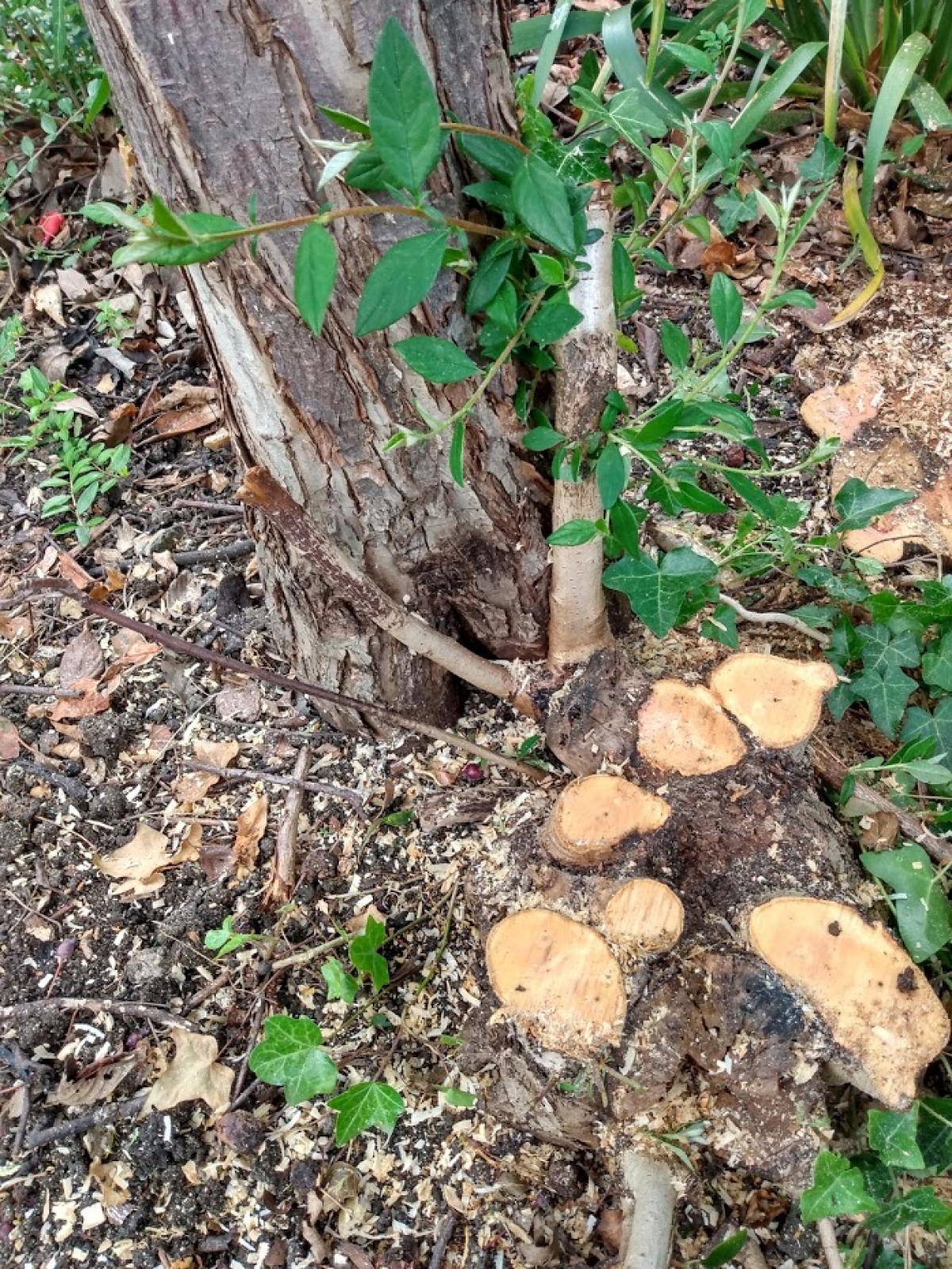Delicate grinding today :-) For all your stump grinding needs, big or small - just give us a call :-)