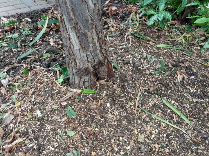 Delicate grinding today :-) For all your stump grinding needs, big or small - just give us a call :-)