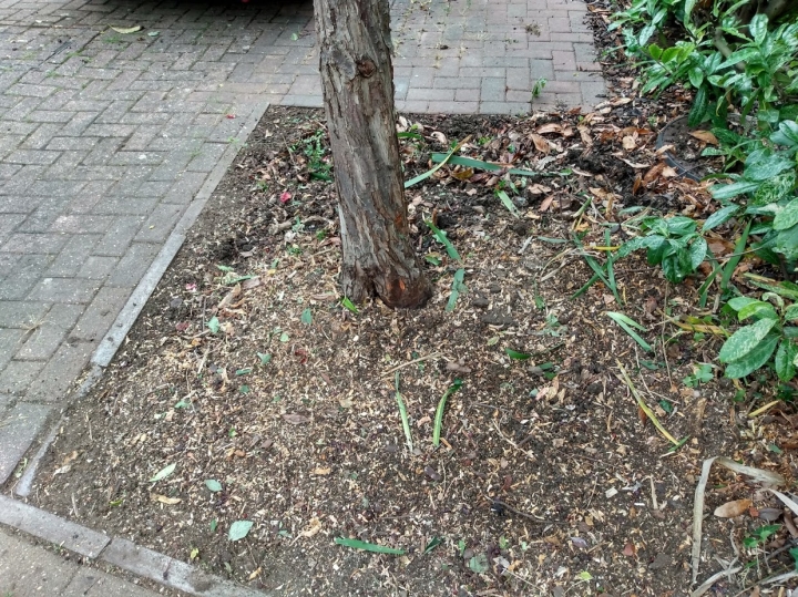 Delicate grinding today :-) For all your stump grinding needs, big or small - just give us a call :-)