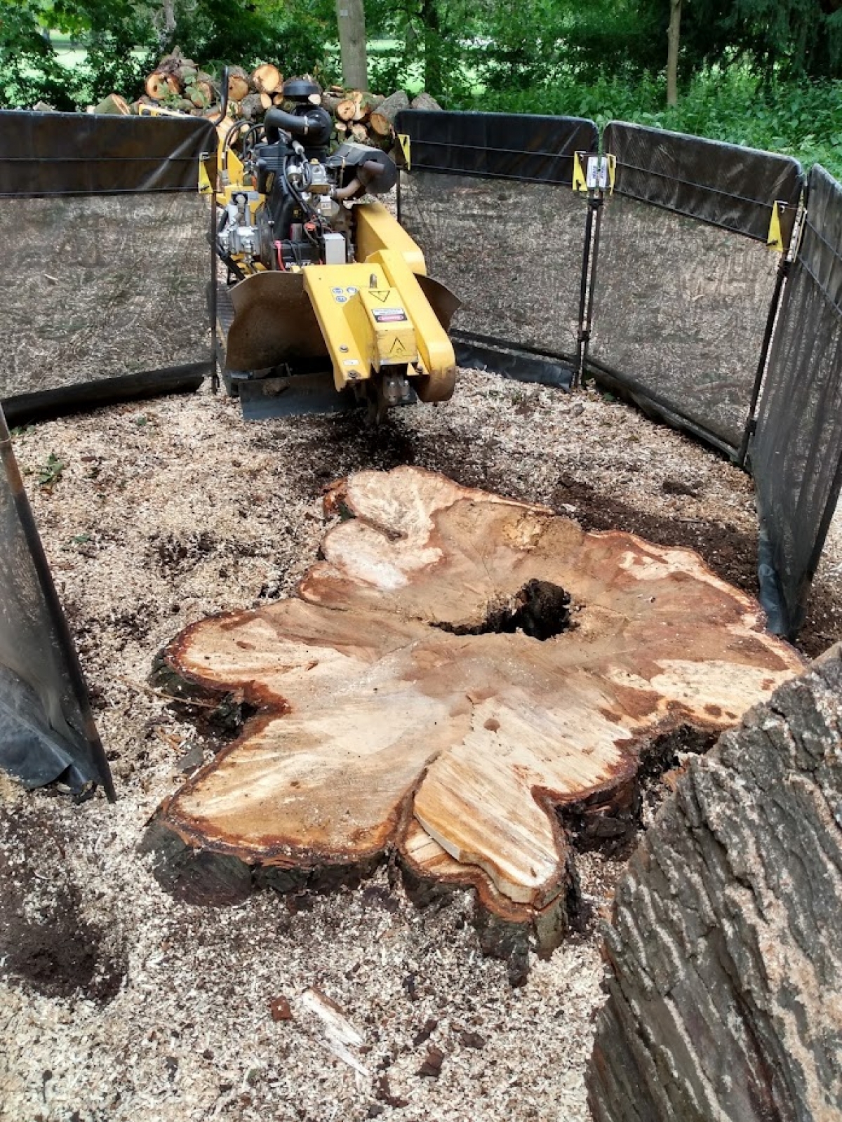 Another busy day For all your stump grinding needs, big or small - just give us a call :-)