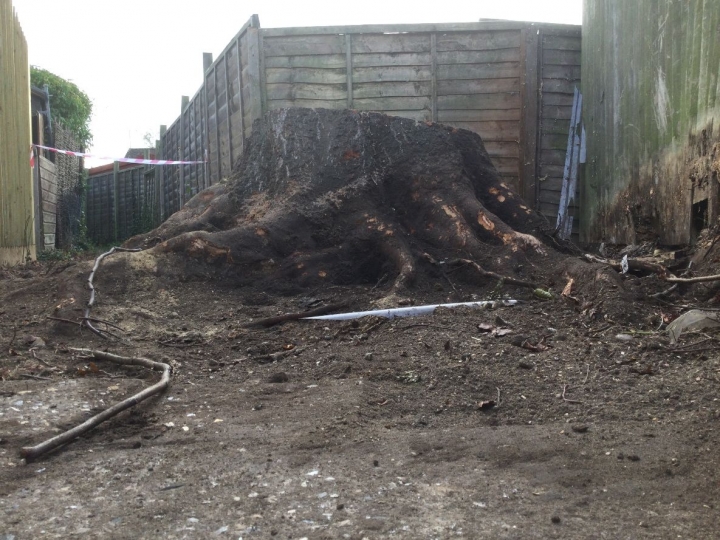 Nice little job today For all your stump grinding needs, big or small - just give us a call :-)