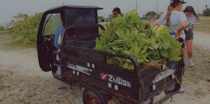 Tree Planting - The trees are Beach Naupaka (Beach Cabbage) We were very happy to sponsor Ellie on her Conservation trip - Tree planting in the Maldives