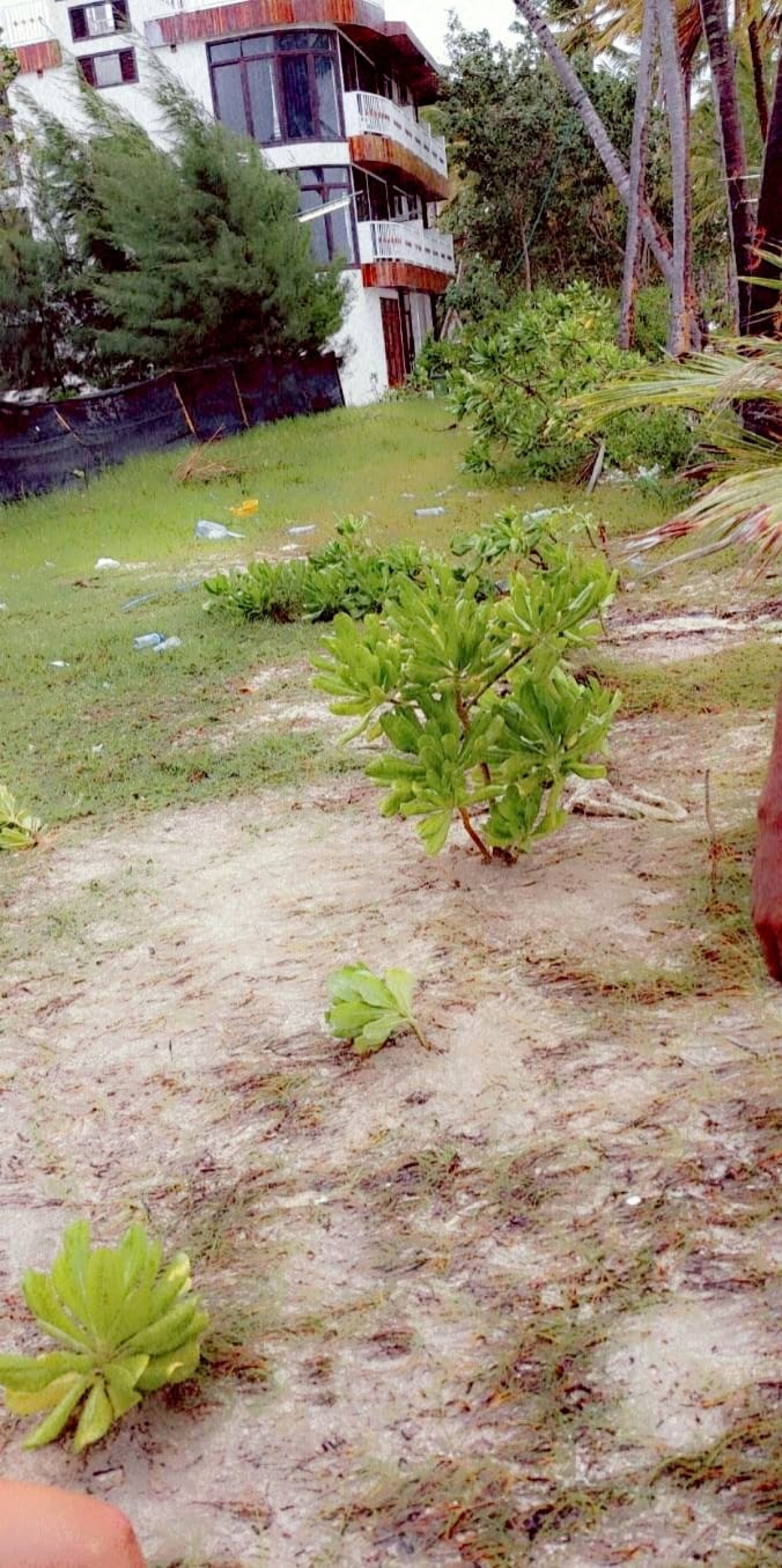 Tree Planting - The trees are Beach Naupaka (Beach Cabbage) We were very happy to sponsor Ellie on her Conservation trip - Tree planting in the Maldives