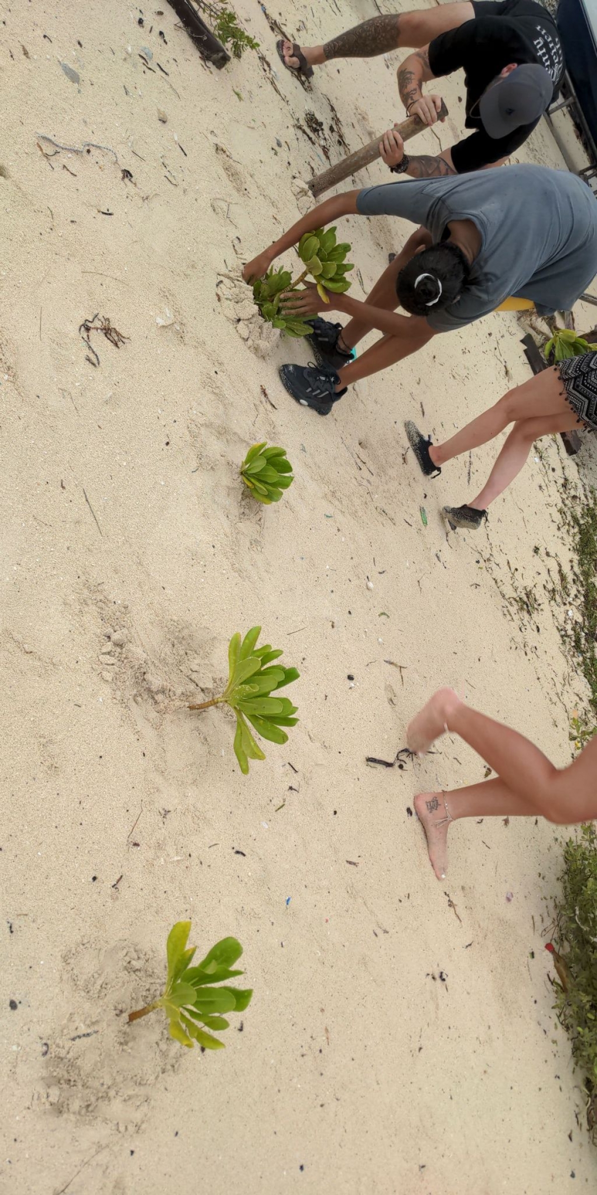 Tree Planting - The trees are Beach Naupaka (Beach Cabbage) We were very happy to sponsor Ellie on her Conservation trip - Tree planting in the Maldives