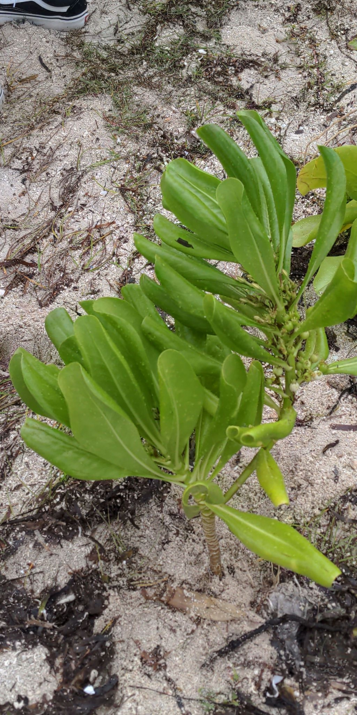 Tree Planting - The trees are Beach Naupaka (Beach Cabbage) We were very happy to sponsor Ellie on her Conservation trip - Tree planting in the Maldives