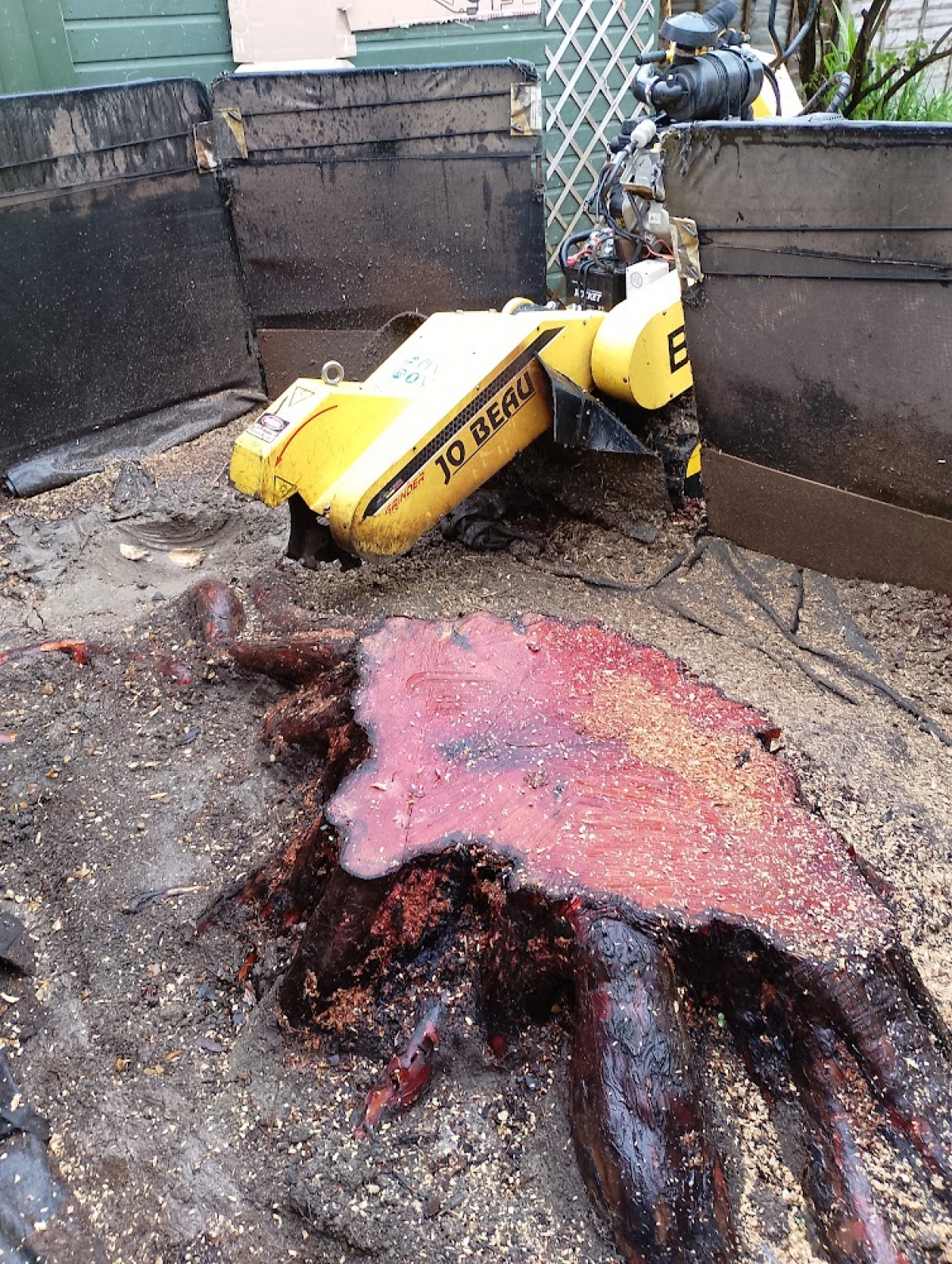 Nice Yew stump this morning For all your stump grinding needs, big or small, we grind them all :-)