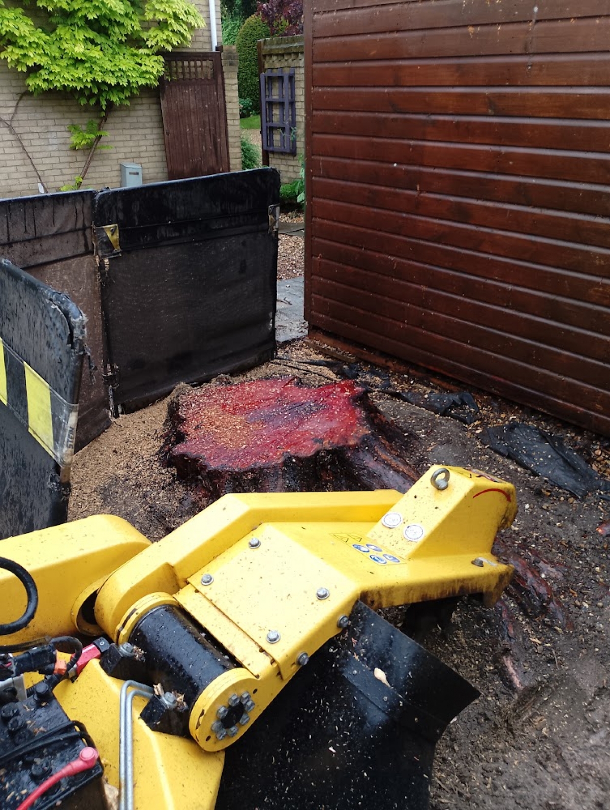 Nice Yew stump this morning For all your stump grinding needs, big or small, we grind them all :-)