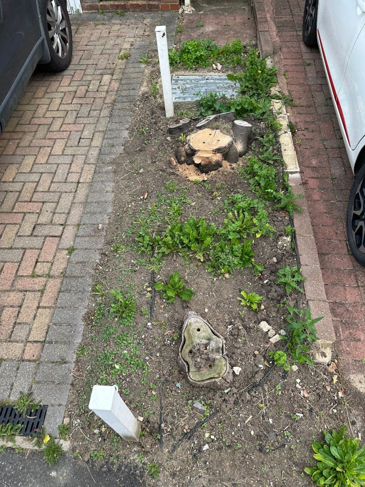 A little accurate grinding today - Saffron Walden, Essex. For all your stump grinding needs, big or small - just give us a call :-)