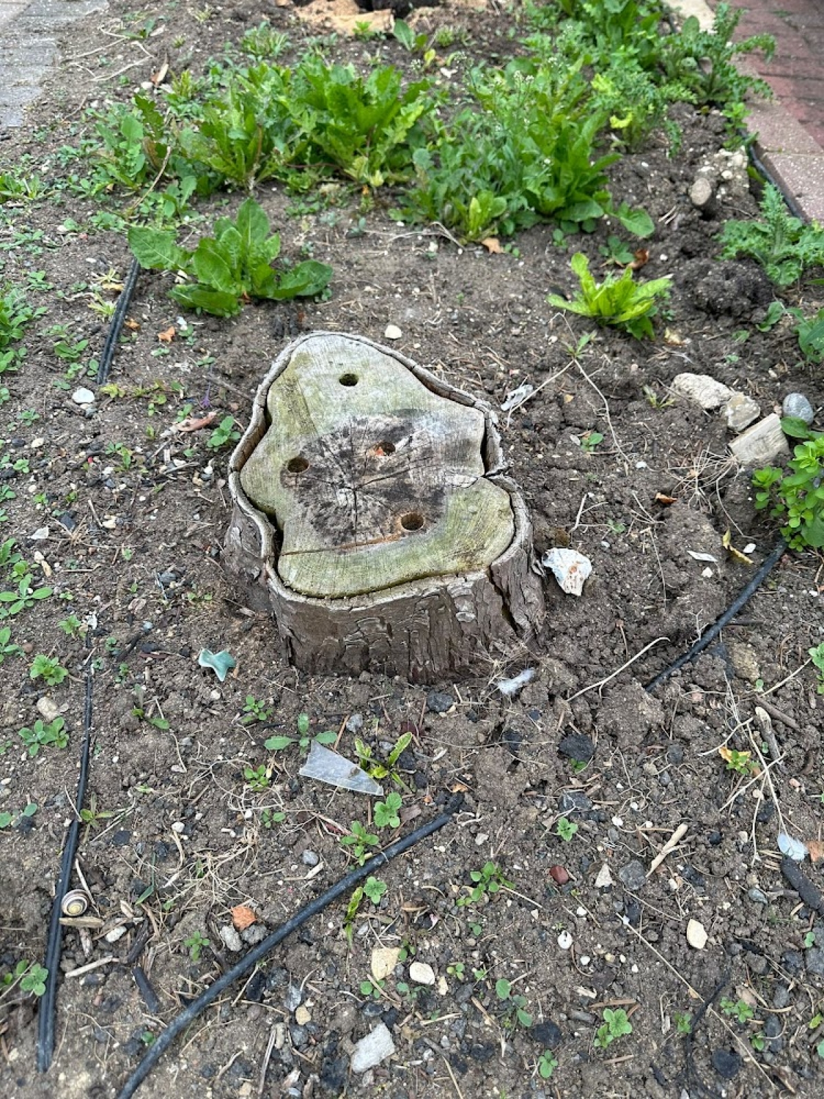 A little accurate grinding today - Saffron Walden, Essex. For all your stump grinding needs, big or small - just give us a call :-)