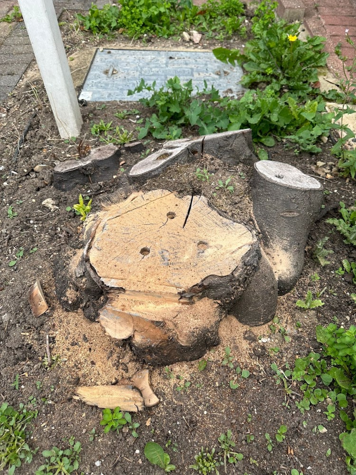 A little accurate grinding today - Saffron Walden, Essex. For all your stump grinding needs, big or small - just give us a call :-)
