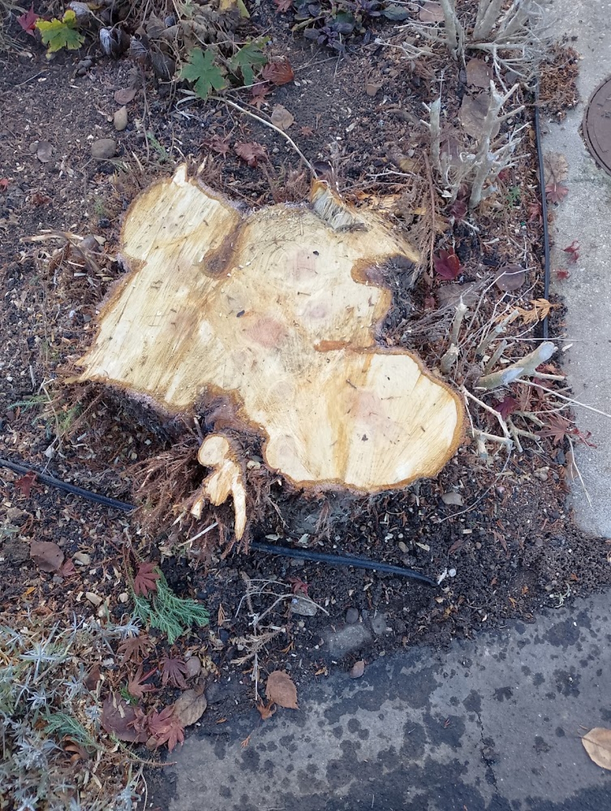 Another little accurate grinding job today - Cambridge For all your stump grinding needs, big or small - just give us a call :-)