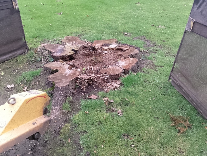 Big stump, Clifton, Bedfordshire. For all your stump grinding needs, big or small - just give us a call :-)