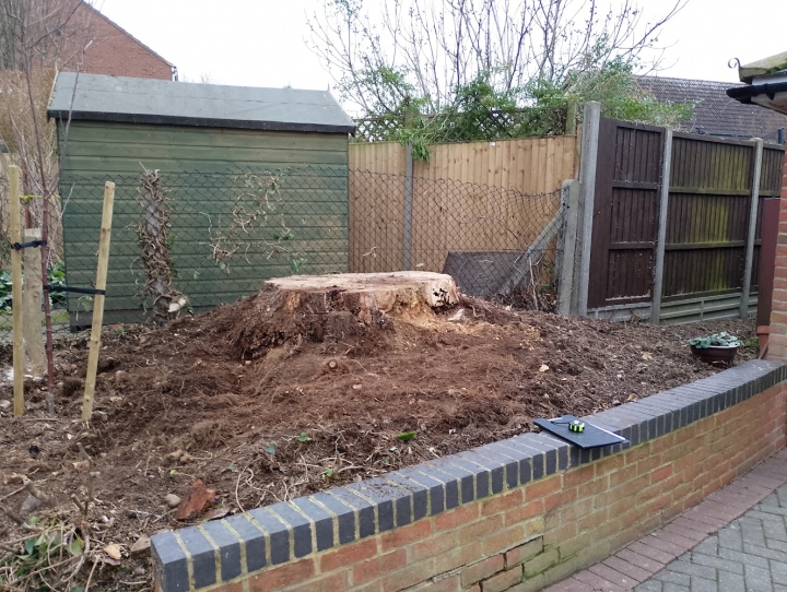 Stump Grinding - Royston, Hertfordshire. For all your stump grinding needs, big or small - just give us a call :-)