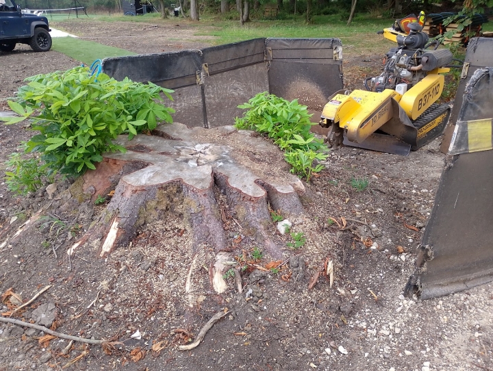 Nice stump today For all your stump grinding needs, big or small. Just give us a call.