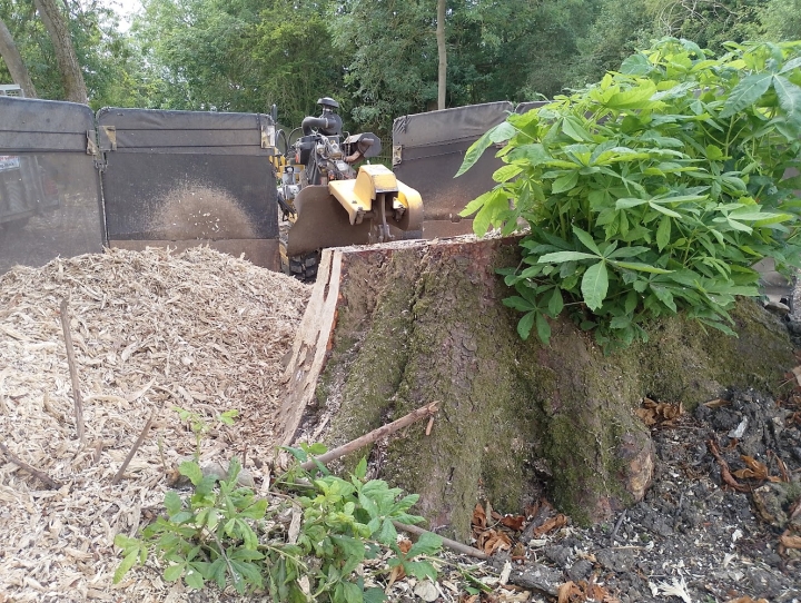 Nice stump today For all your stump grinding needs, big or small. Just give us a call.