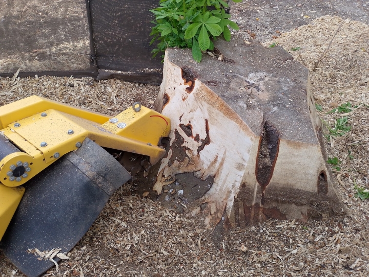 Nice stump today For all your stump grinding needs, big or small. Just give us a call.