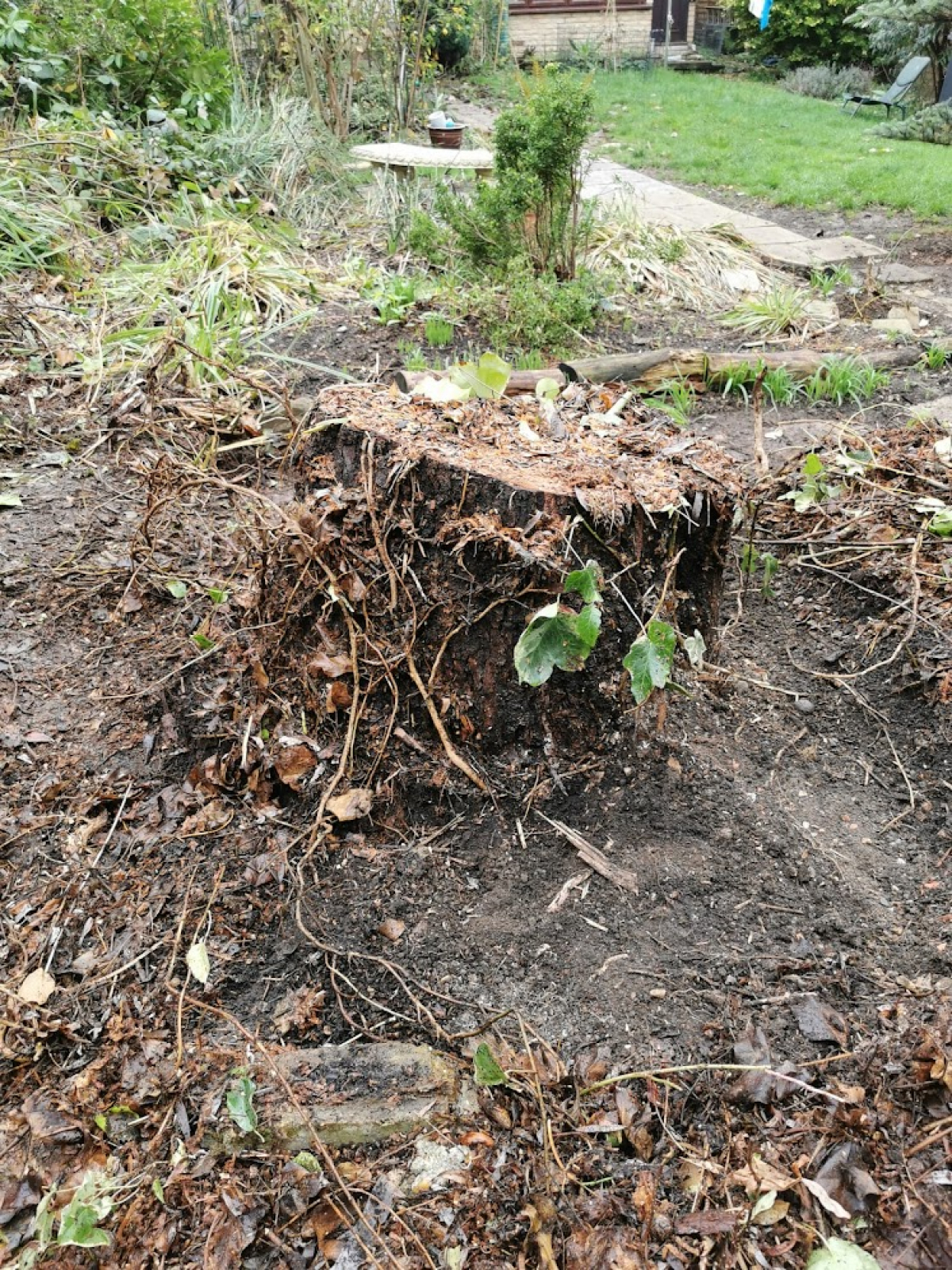 London today - Narrow access. Nobody else wanted to do this job - can't think why lol For all your stump grinding needs, big or small. Just give us a call, we grind them all.