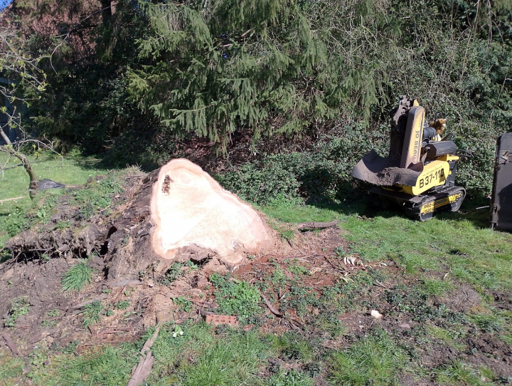 Nice big blown over For all your stump grinding needs, big or small. Just give us a call, we grind them all. :-)