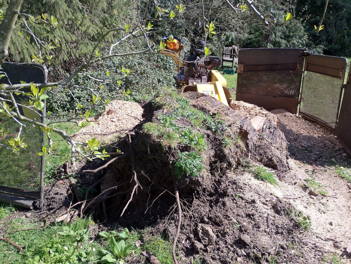 Nice big blown over For all your stump grinding needs, big or small. Just give us a call, we grind them all. :-)