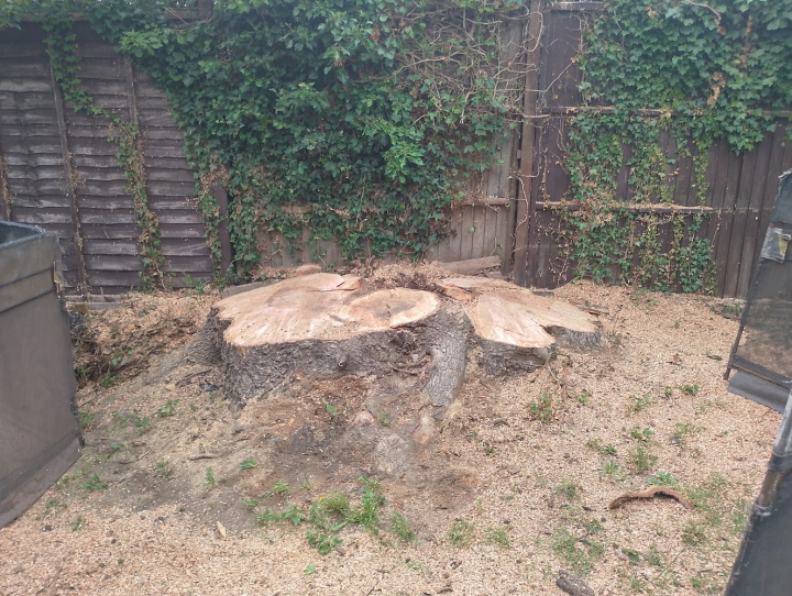 3ft stump lol For all your stump grinding needs, big or small. Just give us a call, we grind them all. :-)