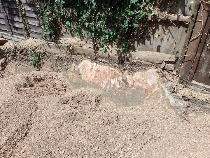 3ft stump lol For all your stump grinding needs, big or small. Just give us a call, we grind them all. :-)