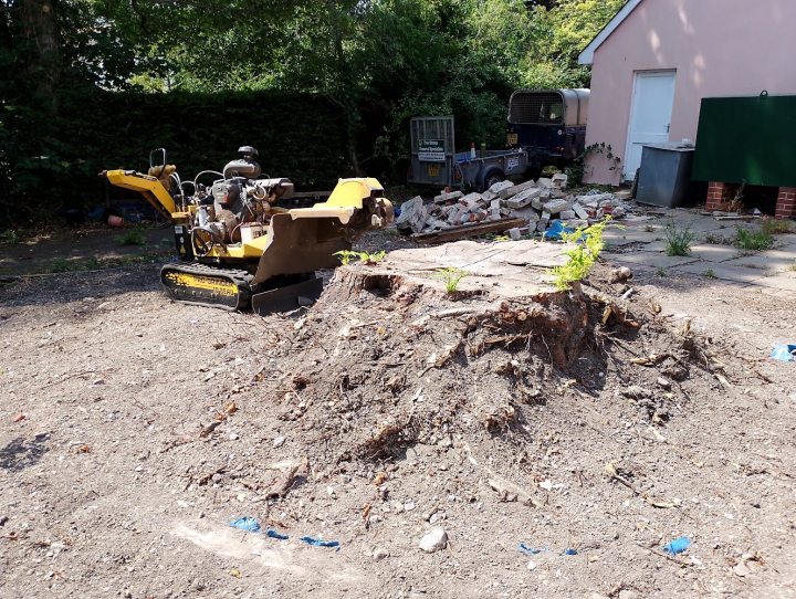 Another little stump. Demanding tree stump removal job in Therfield, Royston