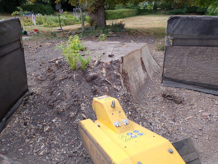 Another little stump. Demanding tree stump removal job in Therfield, Royston