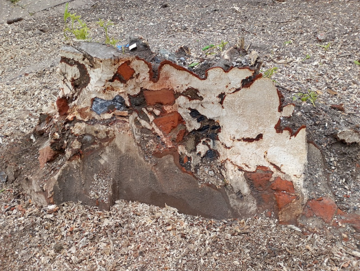 Another little stump. Demanding tree stump removal job in Therfield, Royston