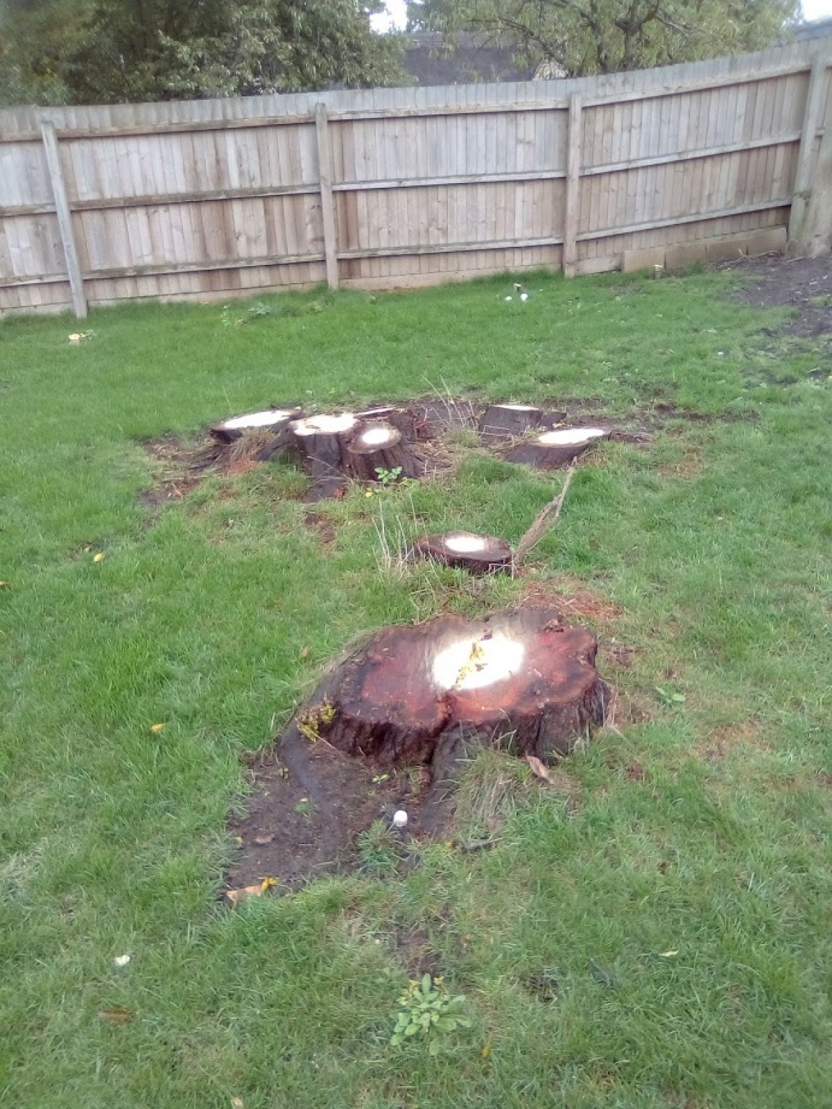 Before & After Some very unsightly Cherry stumps today.