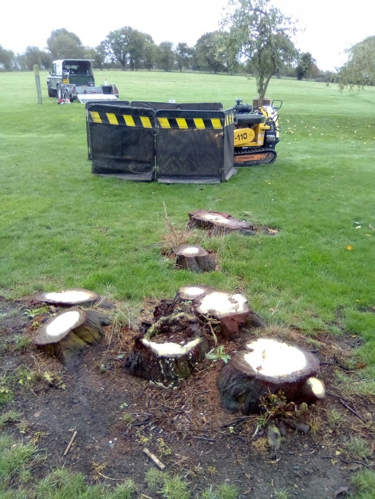 Before & After Some very unsightly Cherry stumps today.