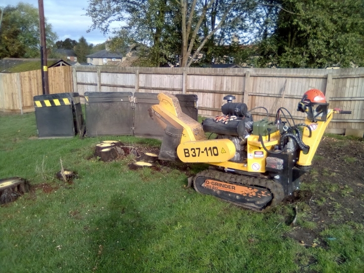 Before & After Some very unsightly Cherry stumps today.