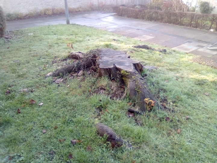 Before & After Big ole Cherry stump