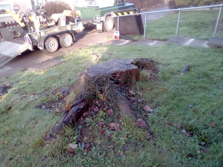 Before & After Big ole Cherry stump