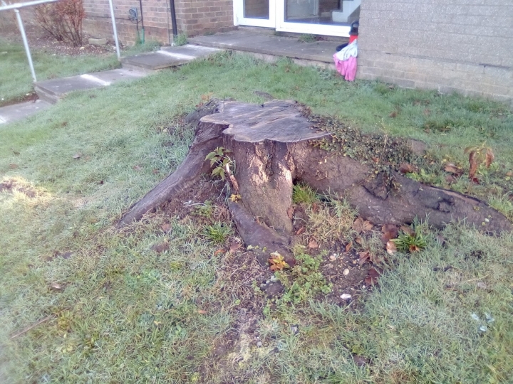 Before & After Big ole Cherry stump