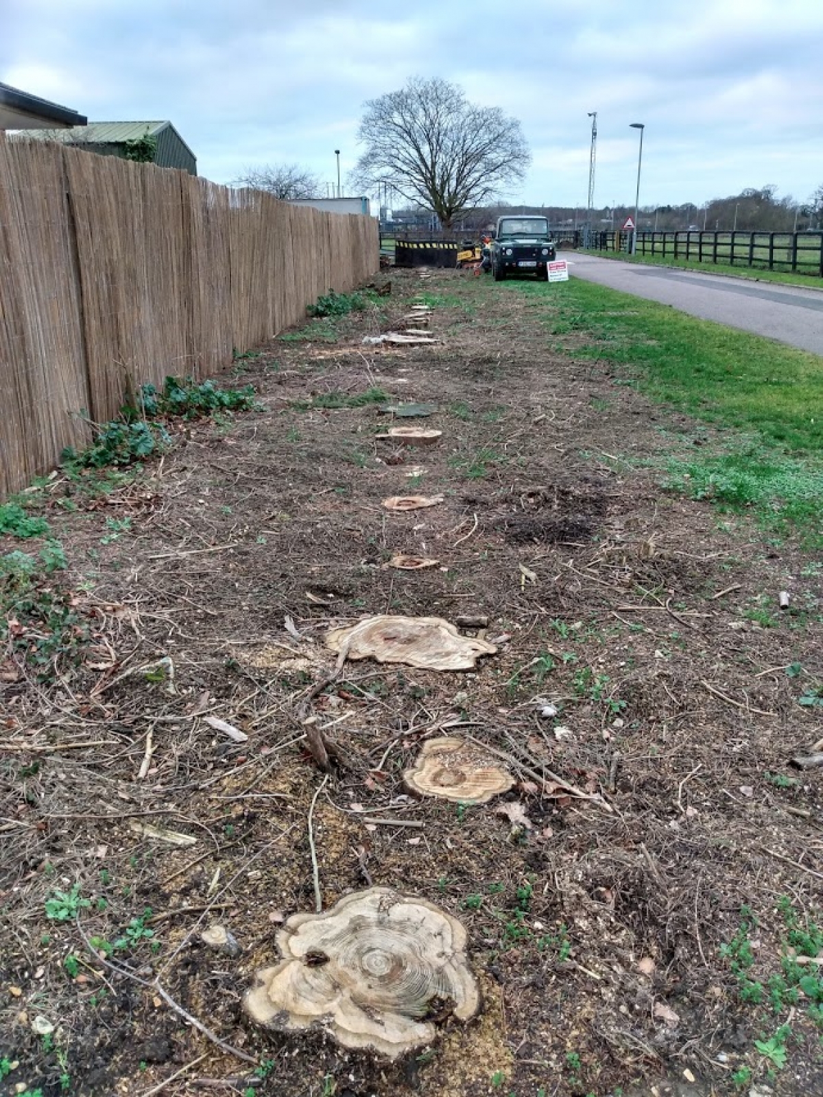 Before & After 60 Conifer stumps. Cambridge