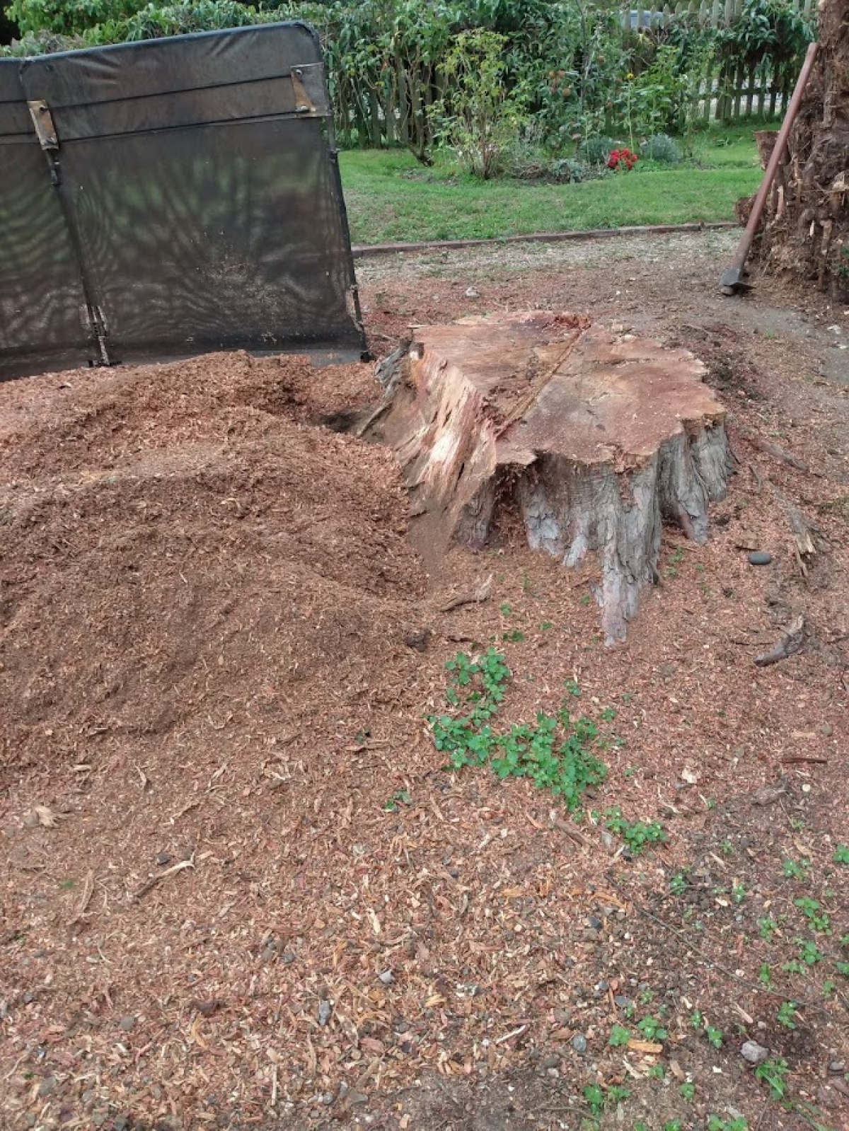 Big Yew stump today For all your stump grinding needs, big or small - just give us a call :-)