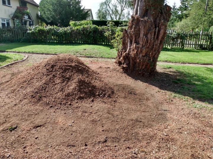Big Yew stump today For all your stump grinding needs, big or small - just give us a call :-)
