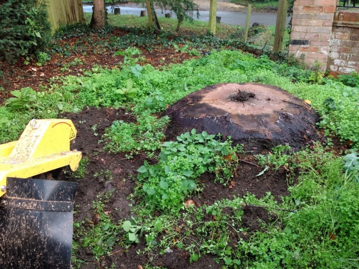 Little stump :-) For all your stump grinding needs, big or small - just give us a call :-)
