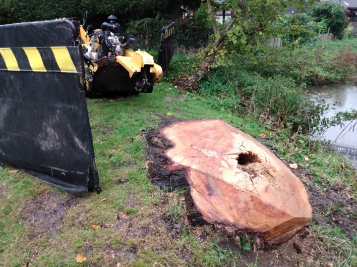Big Willow stump 