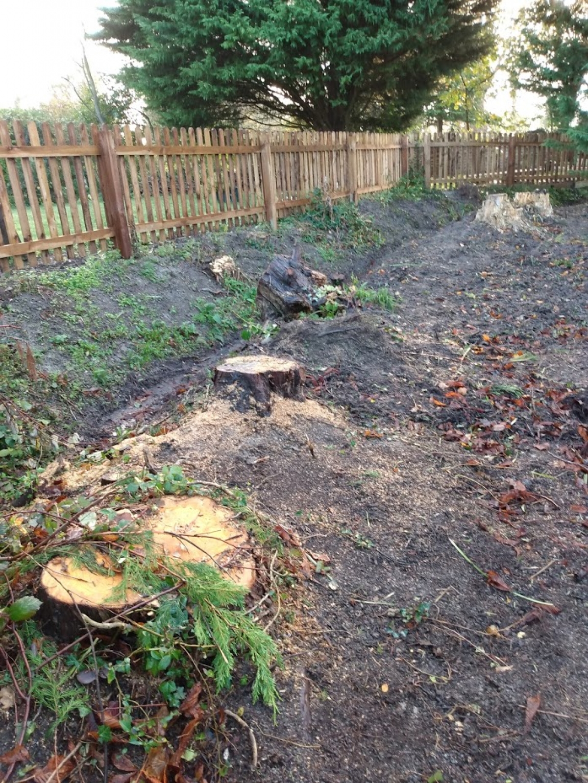 Busy day For all your stump grinding needs, big or small - just give us a call :-)