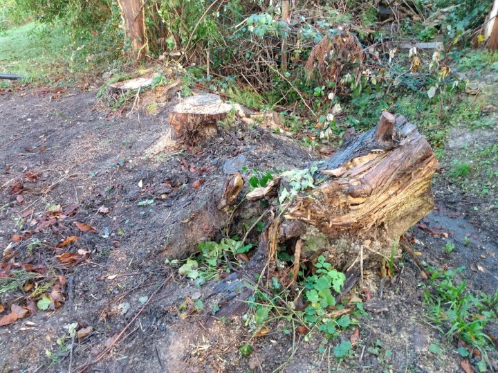 Busy day For all your stump grinding needs, big or small - just give us a call :-)