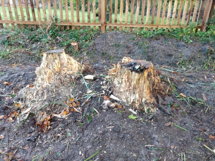 Busy day For all your stump grinding needs, big or small - just give us a call :-)